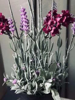 Lavendel 40cm - Hindbær