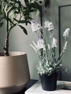 Lavendel 40cm - Hvid