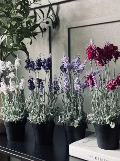 Lavendel 40cm - Hvid