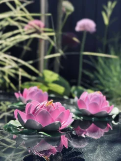 Lotus - Flere farver