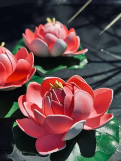 Lotus - Flere farver