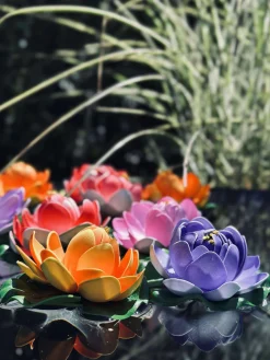 Lotus - Flere farver