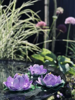 Lotus - Flere farver