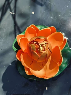 Lotus - Flere farver