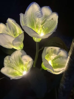 Magnolia med solceller - Hvid