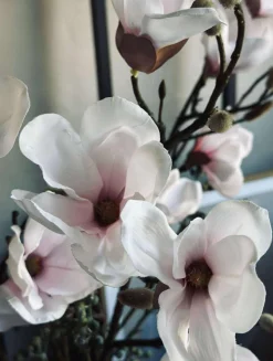 Magnoliagren - Pink 52cm