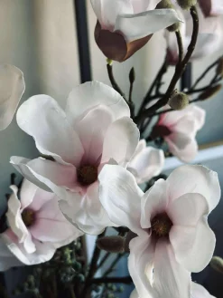 Magnoliagren pink - 92cm