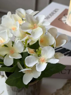 Mini hortensia i potte - flere farver