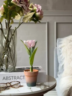 Orkidé i Potte Rosa - Flere størrelser