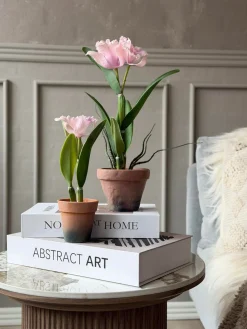 Orkidé i Potte Rosa - Flere størrelser