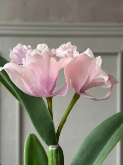 Orkidé i Potte Rosa - Flere størrelser