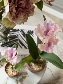 Orkidé i Potte Rosa - Flere størrelser