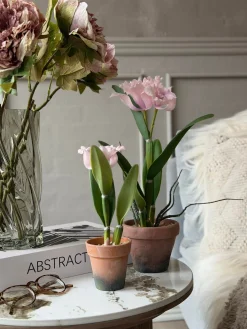 Orkidé i Potte Rosa - Flere størrelser