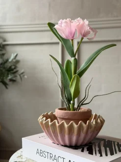 Orkidé i Potte Rosa - Flere størrelser