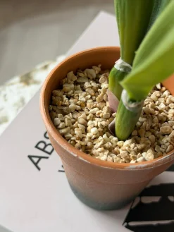 Orkidé i Potte Rosa - Flere størrelser