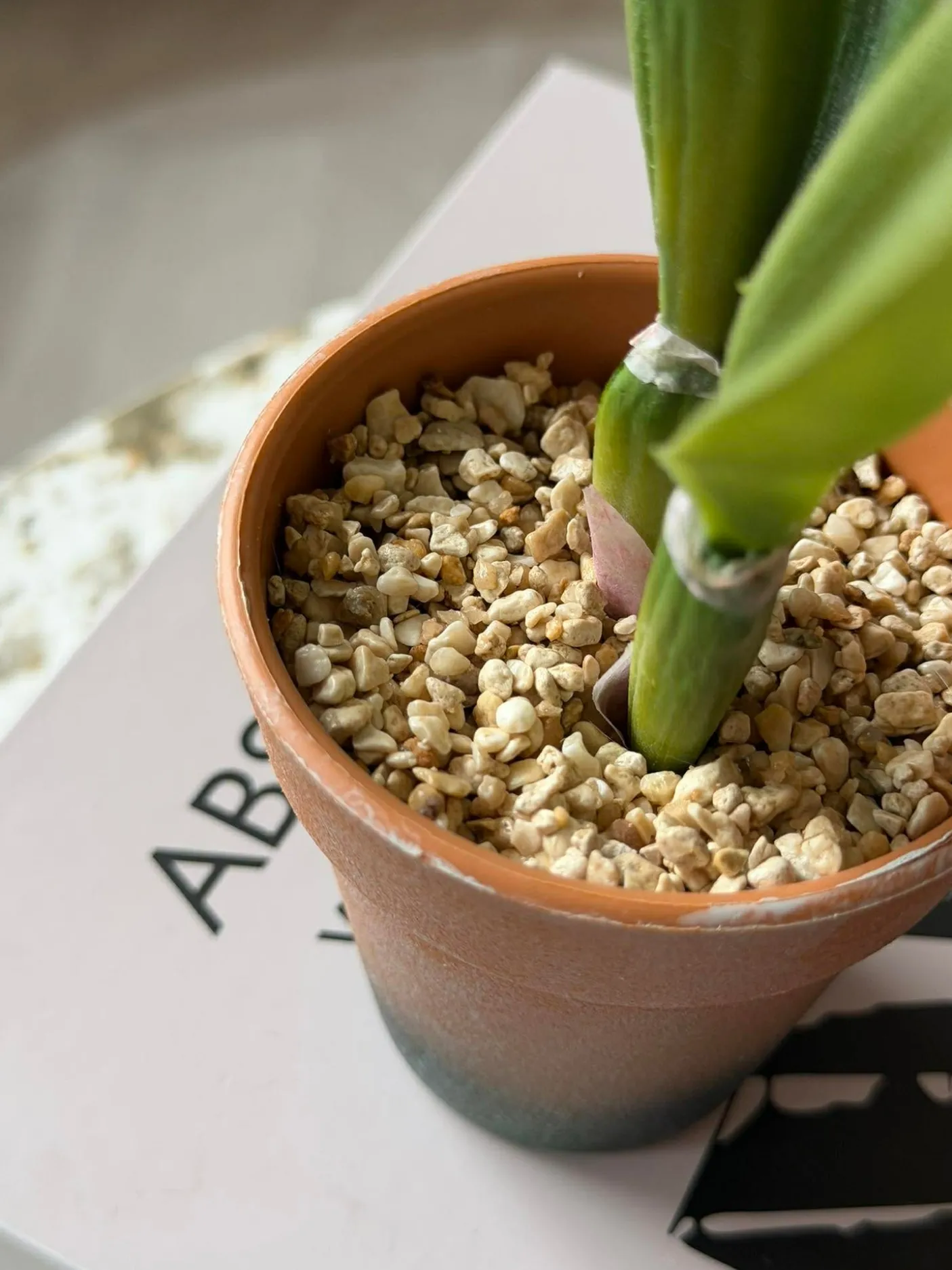 Orkidé i Potte Rosa - Flere størrelser