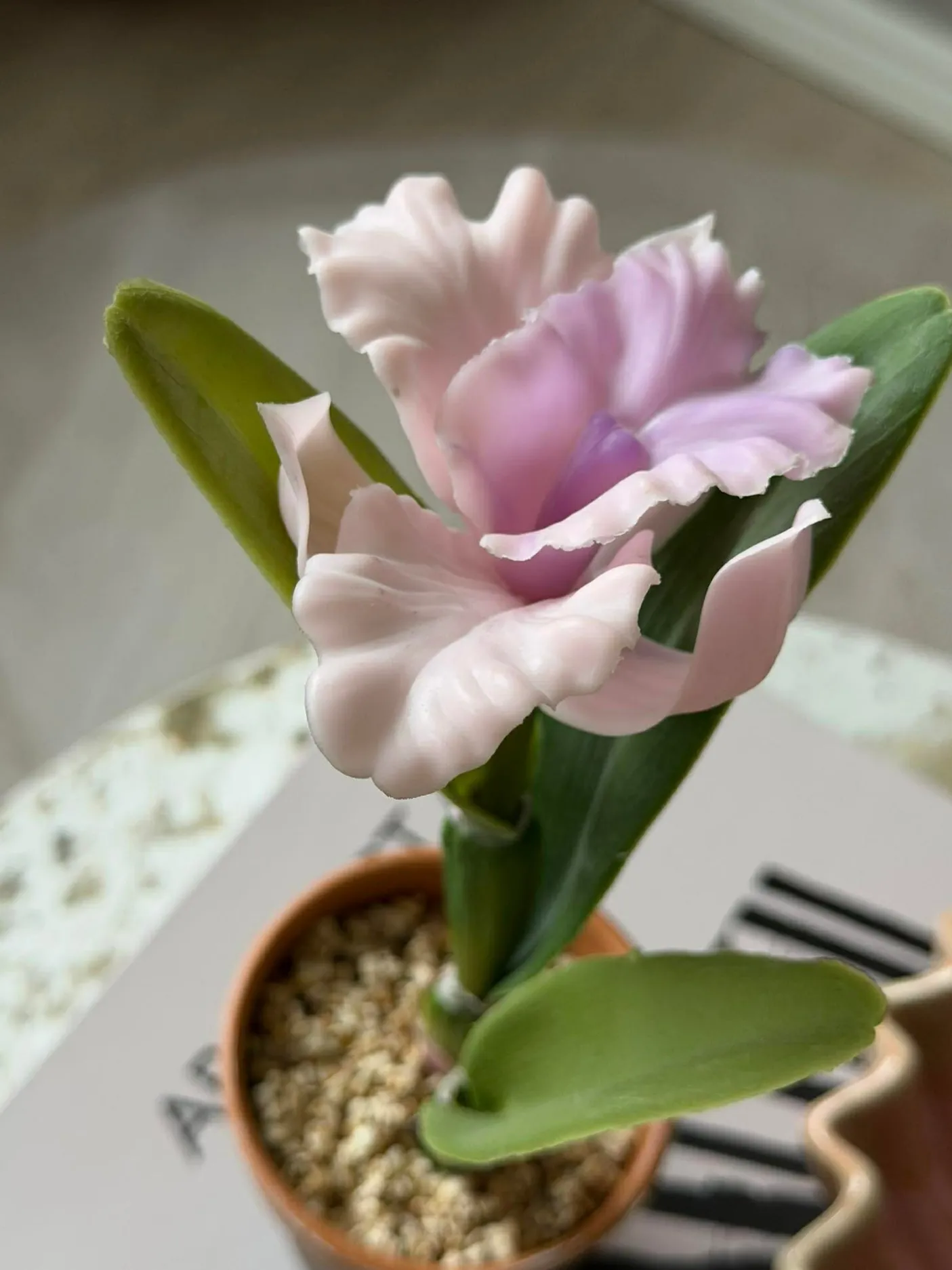 Orkidé i Potte Rosa - Flere størrelser