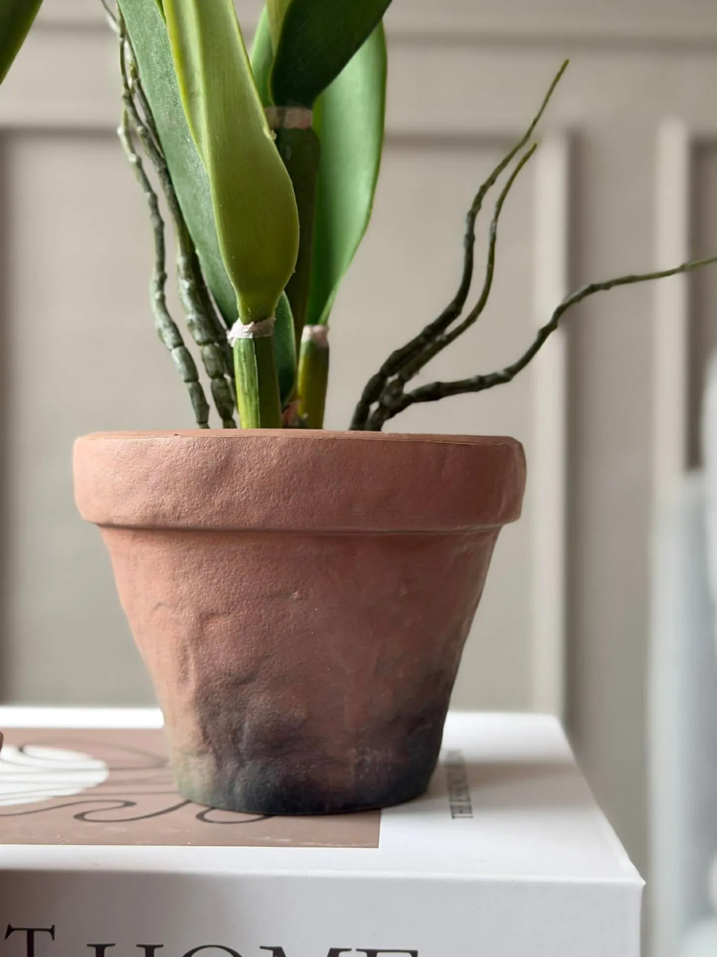 Orkidé i Potte Rosa - Flere størrelser