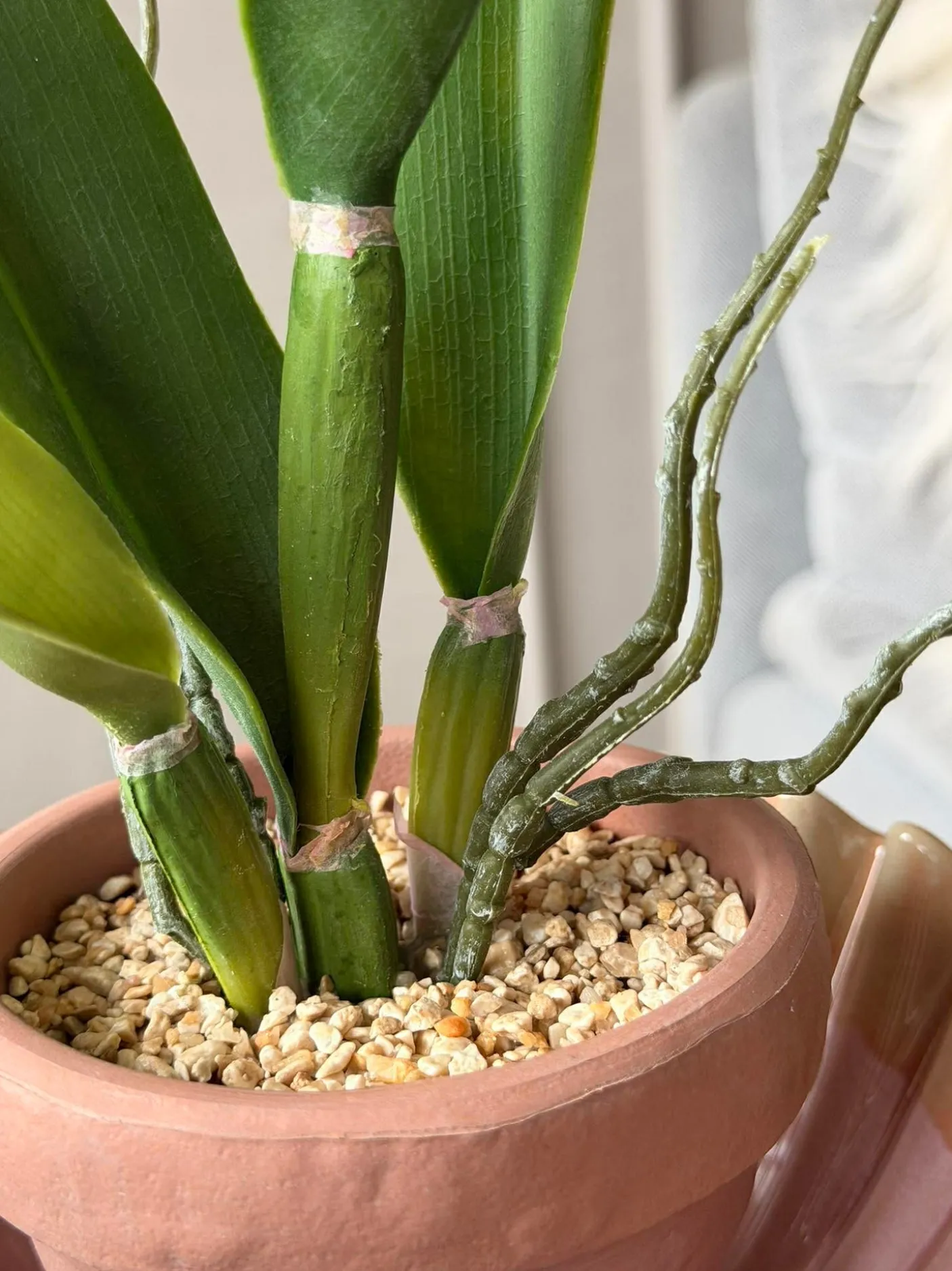 Orkidé i Potte Rosa - Flere størrelser