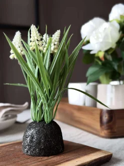 Perlehyacint moskugle - Hvid