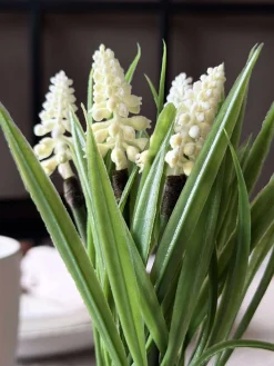 Perlehyacint moskugle - Hvid