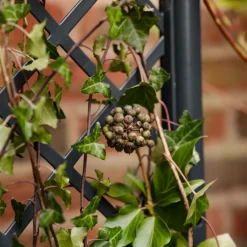 Plantekasse med espalier