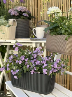 Plantekasse med ophæng – Creme