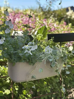 Plantekasse med ophæng – Creme