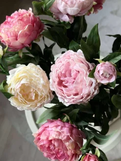 Pæon 60 cm - Flere farver