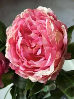 Pæon 60 cm - Flere farver