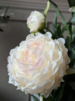 Pæon 60 cm - Flere farver