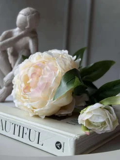 Pæon 60 cm - Flere farver