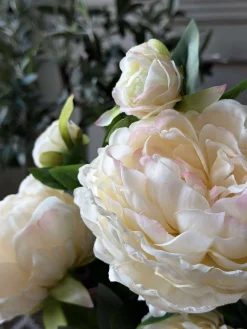 Pæon 60 cm - Flere farver