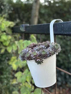 Potte med riller og ophæng - Hvid