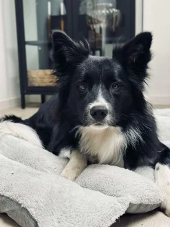 Pude til kæledyr - Vandafvisende