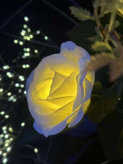 Rose med solceller - Hvid