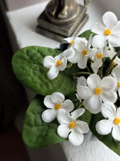 Saintpaulia i potte - flere farver