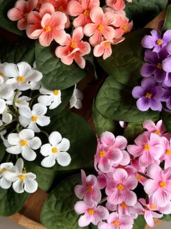 Saintpaulia i potte - flere farver