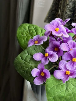 Saintpaulia i potte - flere farver