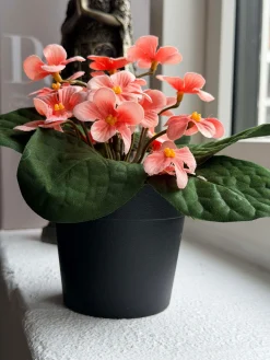 Saintpaulia i potte - flere farver