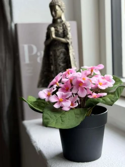 Saintpaulia i potte - flere farver