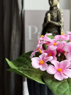 Saintpaulia i potte - flere farver