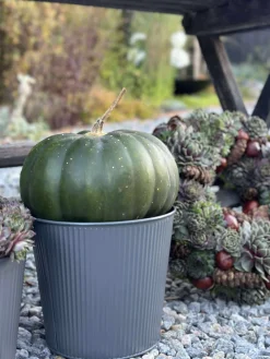 Skjuler med riller - Grå