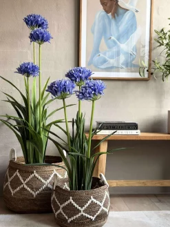 Skærmlilje 80cm - flere farver