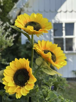 Solsikke med solceller