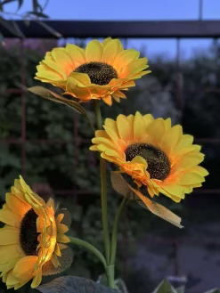 Solsikke med solceller