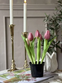 Tulipan i potte - Mørk Rosa