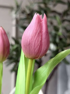 Tulipan i potte - Mørk Rosa