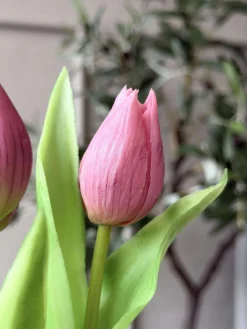 Tulipan i potte - Mørk Rosa