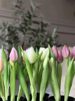 Tulipan i potte - Mørk Rosa